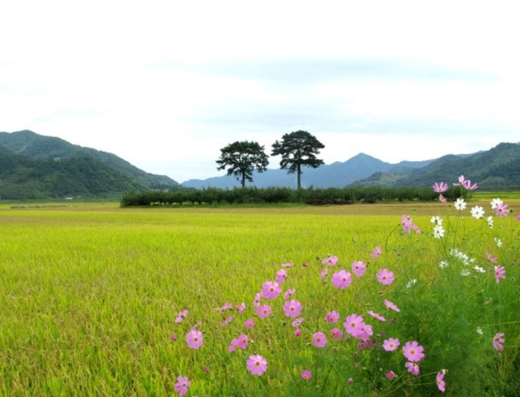 만추(晩秋)