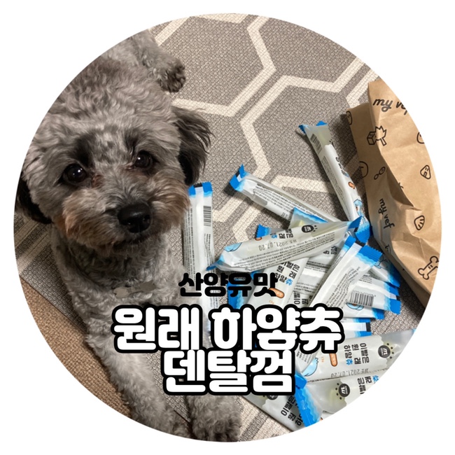  마이베프 이빨은 원래 하얗츄 강아지덴탈껌