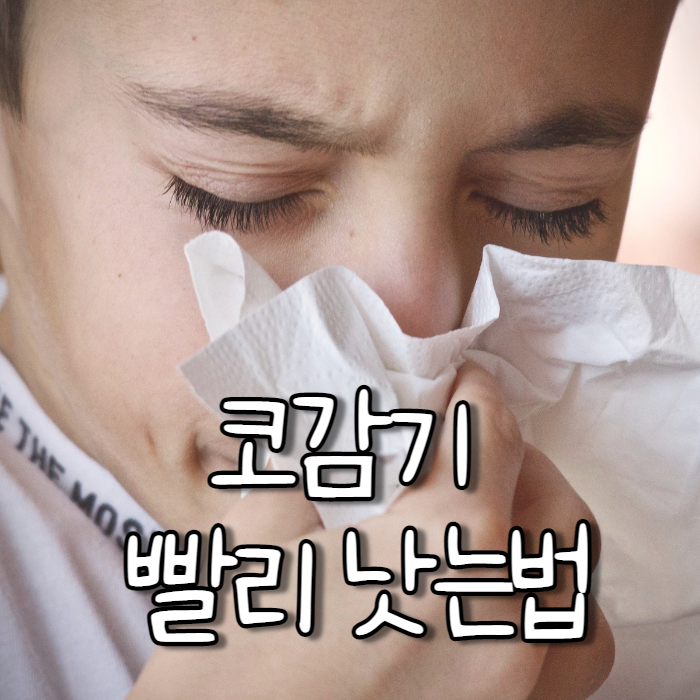  코감기 빨리 낫는법 모르면 나만 손해에요