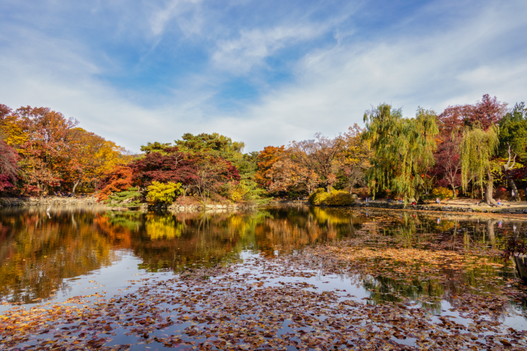 창경궁(창덕궁) 춘당지 / 경복궁 향원정 가을 단풍, 서울 가을 단풍 명소