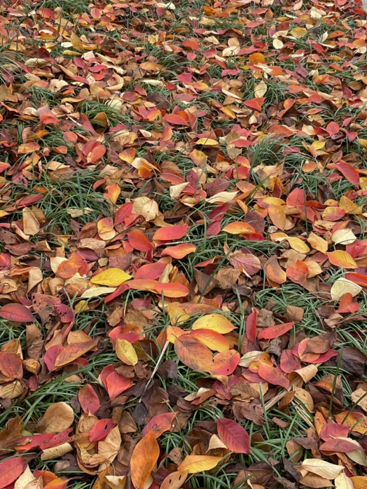 가을하늘, 용산공원, 먹부림 가을하늘, 용산공원, 먹부림