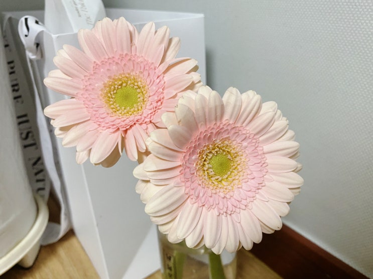  거베라 꽃말도 한번 살펴봐요