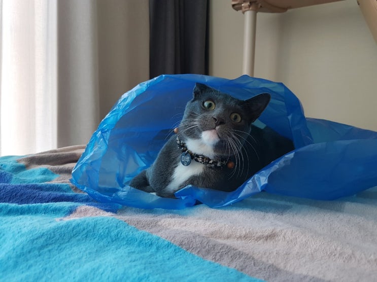  [일상, 근황]고양이, 꽃, 양식 그리고 낙엽