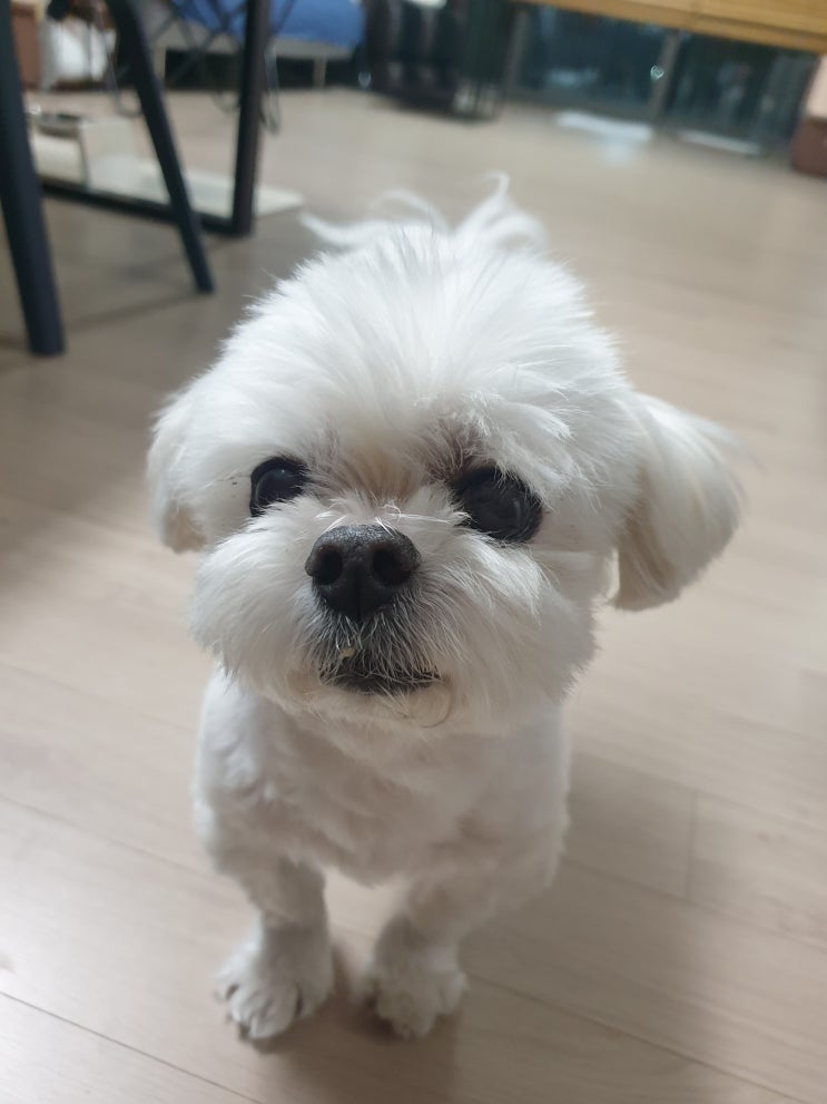 강아지 안전문 설치, 이동장 사용 등 반려생활의 기본 알아보기!