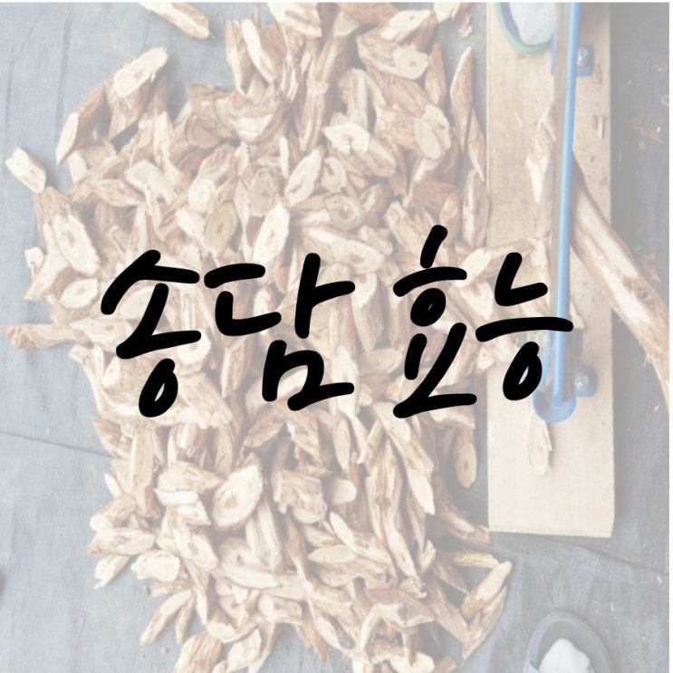  송담 효능 송담주 담그는법