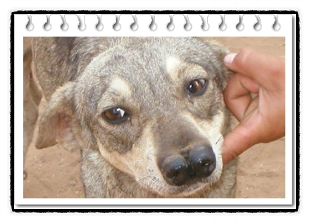  더블 노세드 안데안 타이거 하운드(Double Nosed Andean Tiger Hound) 역사 및 성격, 크기 및 수명에 대해