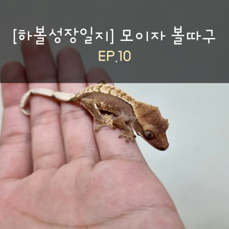  [하볼성장일지] 모이자 볼따구 EP.10