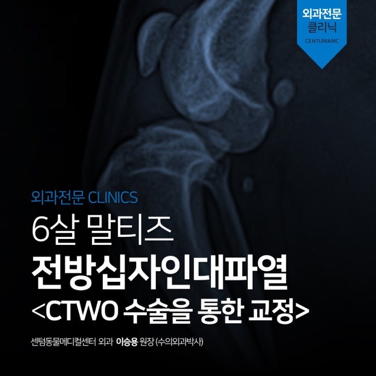  6살 말티즈 <전방십자인대파열> CTWO 수술을 통한 교정 (센텀동물메디컬센터 부산 외과박사 수술 동물병원)