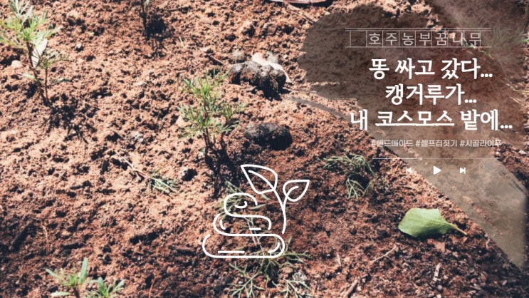  [호주농부꿈나무] 누구야!!!! 내 코스모스 밭에 똥 싸고 간게!!! #알로에밭 #바냉장고