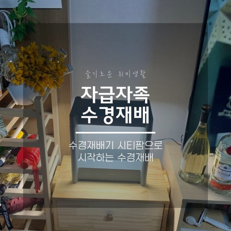  수경재배기 시티팜으로 로메인 키우기