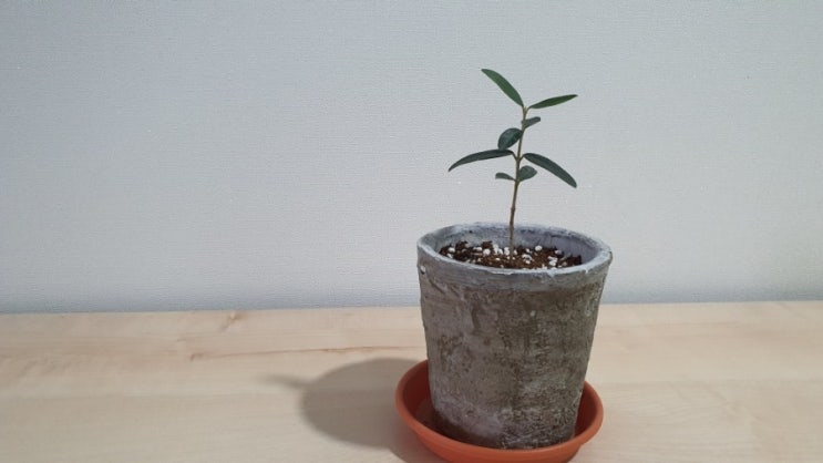  홈가드닝 카니노 올리브나무 키우기 How to Grow Canino olive tree (from 생명나무농장 카페)