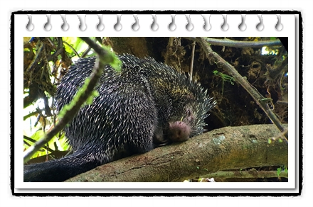  나무타기산미치광이(Prehensile-Tailed Porcupine)크기 및 수명, 외형 및 특징에 대해-트리포큐파인