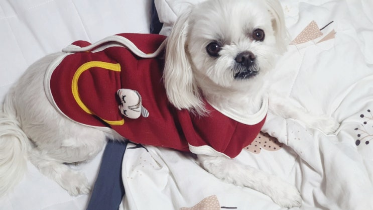  강아지겨울조끼 DOGMC  귀염뽀작애견옷