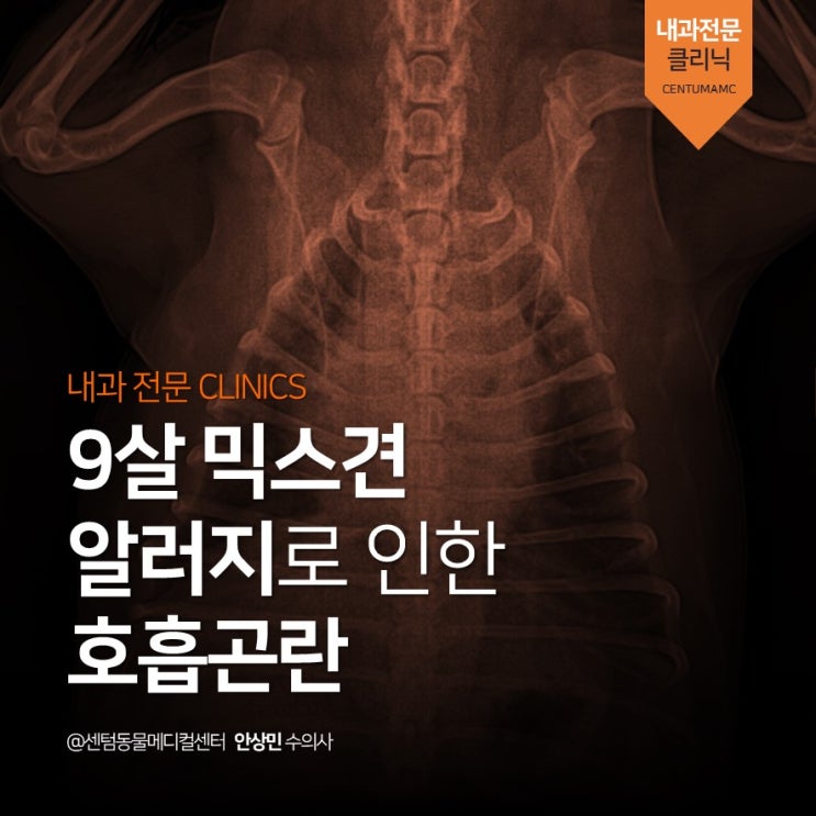  9살 믹스견 <강아지 알러지>로 인한 호흡곤란 (부산 분과전문진료 센텀동물메디컬센터)