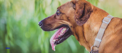 강아지 침흘림 : 정상과 비정상의 차이를 알고 대처하기