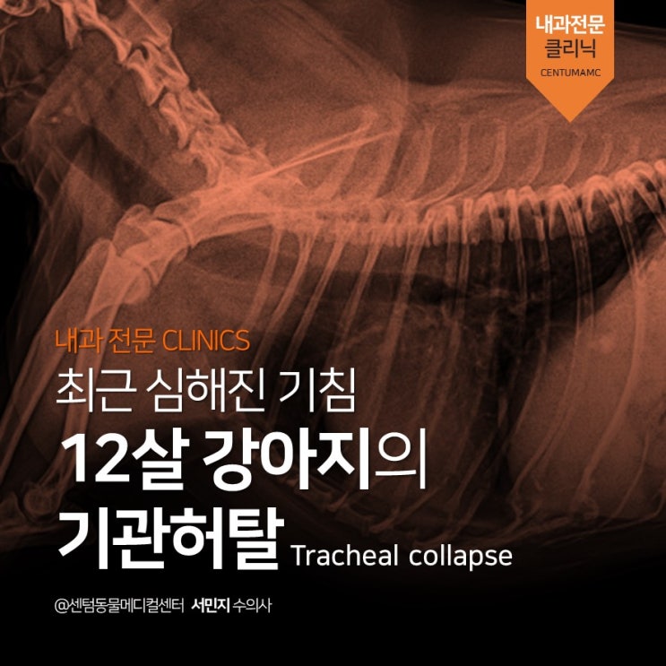  12살 강아지 기관허탈 (Tracheal collapse) (부산 노령견 건강관리 동물병원, 센텀동물메디컬센터)