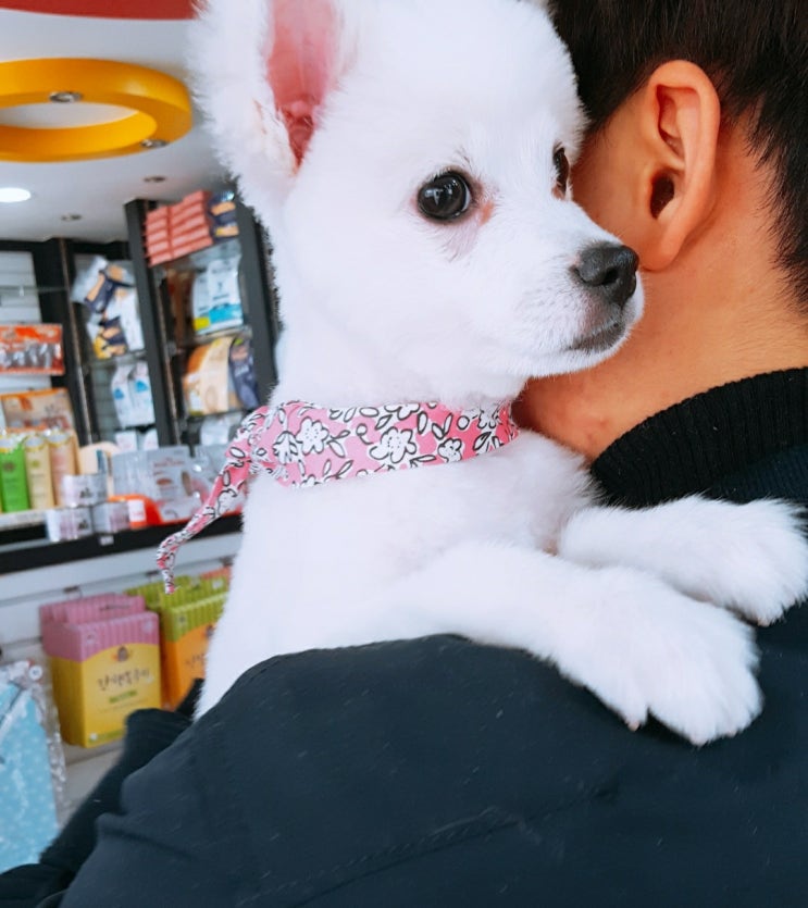  강아지 목줄도 쇼핑몰에서 대형견 리드줄 핸드프리 가능해요 :)