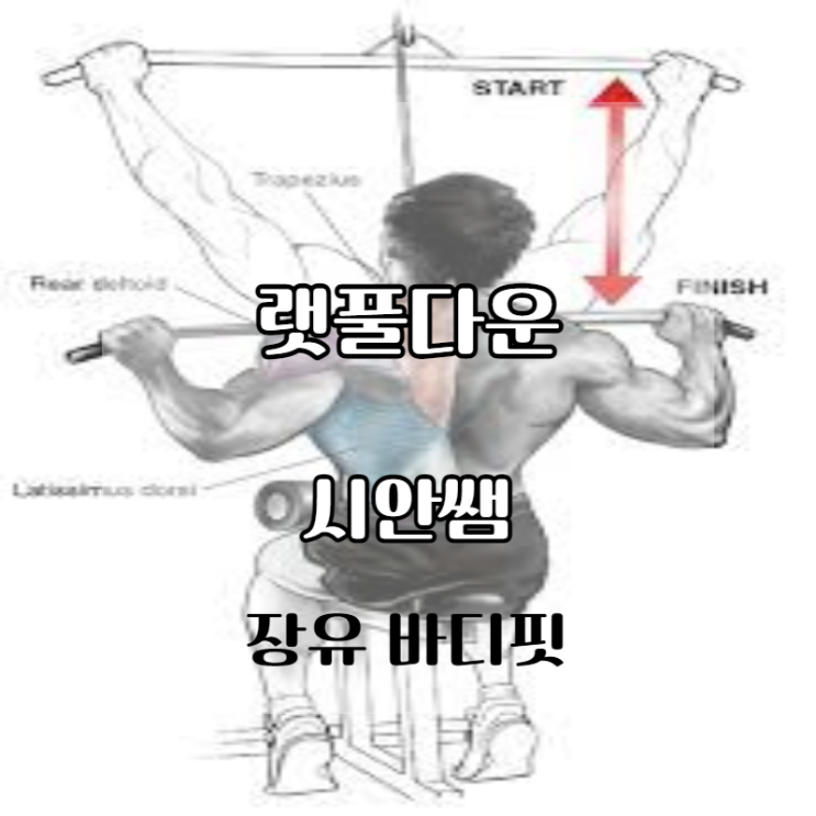 등 운동 랫 풀다운 장유 피티 등 운동 랫 풀다운 장유 피티