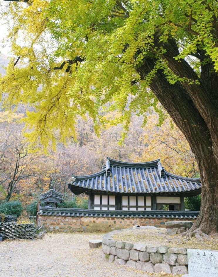 운곡서원 은행나무 경주여행 경남 드라이브코스