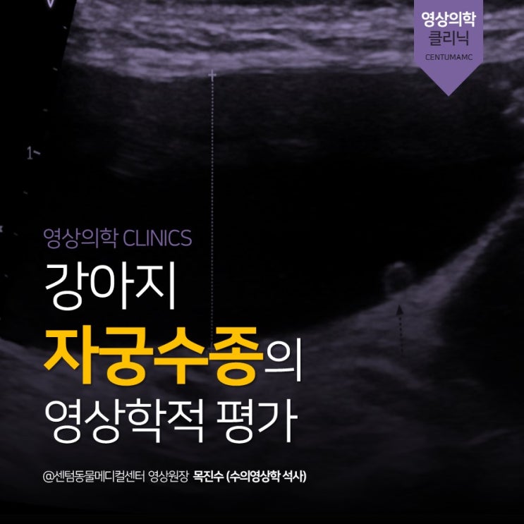  강아지 자궁수종의 영상학적 평가 (부산 수영 센텀동물메디컬센터 영상의학과 검진 검사 동물병원)