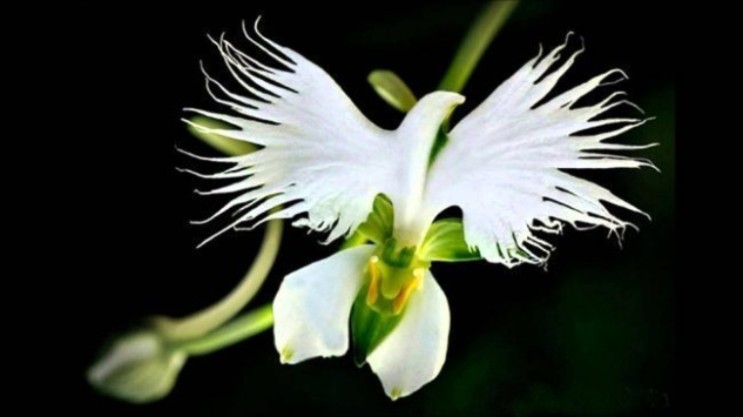 세계의 희귀식물 희귀꽃 13 초자연 걸작품