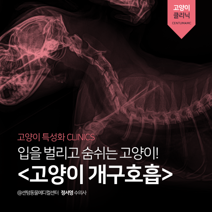  7살 고양이 개구호흡 콧물 재채기 (부산 고양이 친화병원, 센텀동물메디컬센터 24시동물병원)