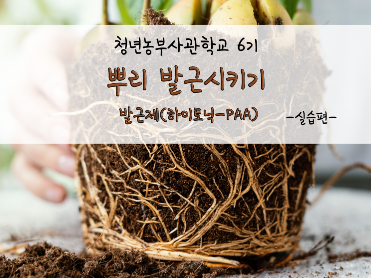  뿌리 발근시키기_발근제(하이토닉-PAA)_211117
