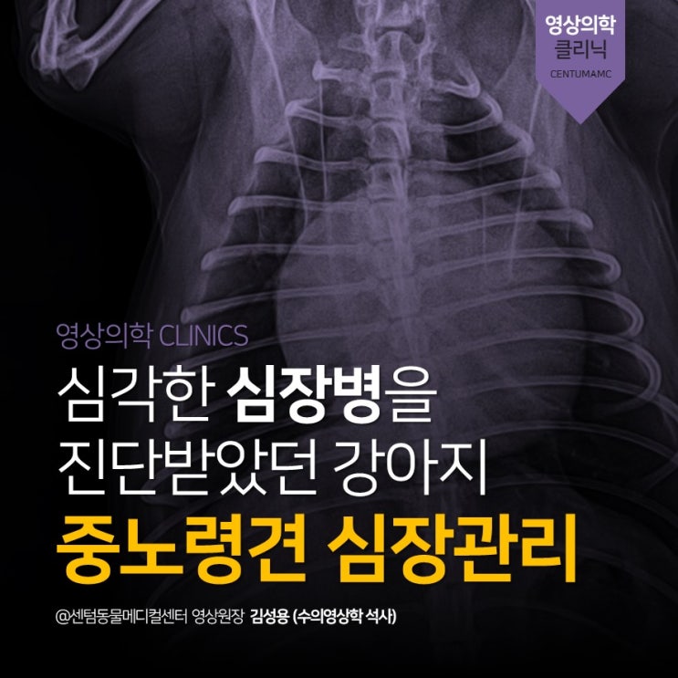  심장병 중노령견 수년 간의 심장관리 (부산 강아지 심장 동물병원, 센텀동물메디컬센터 수영점)