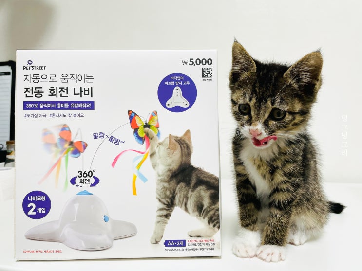  다이소 고양이 장난감 과연 꼬복이의 반응은?