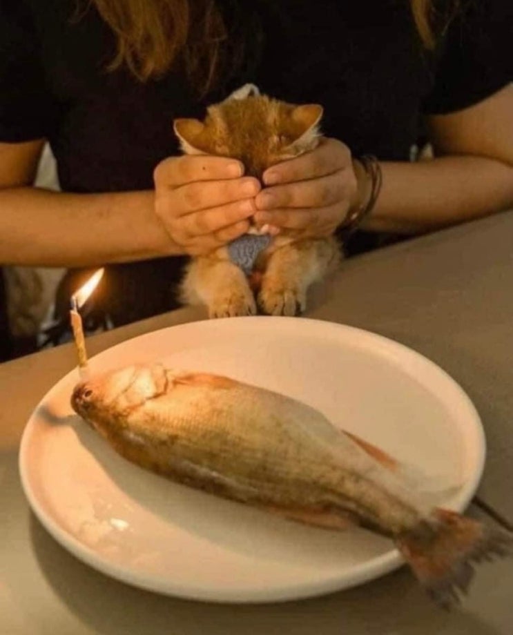  심심함에 터는 귀여운존재들!!! 고양이 강아지 짤 #12탄