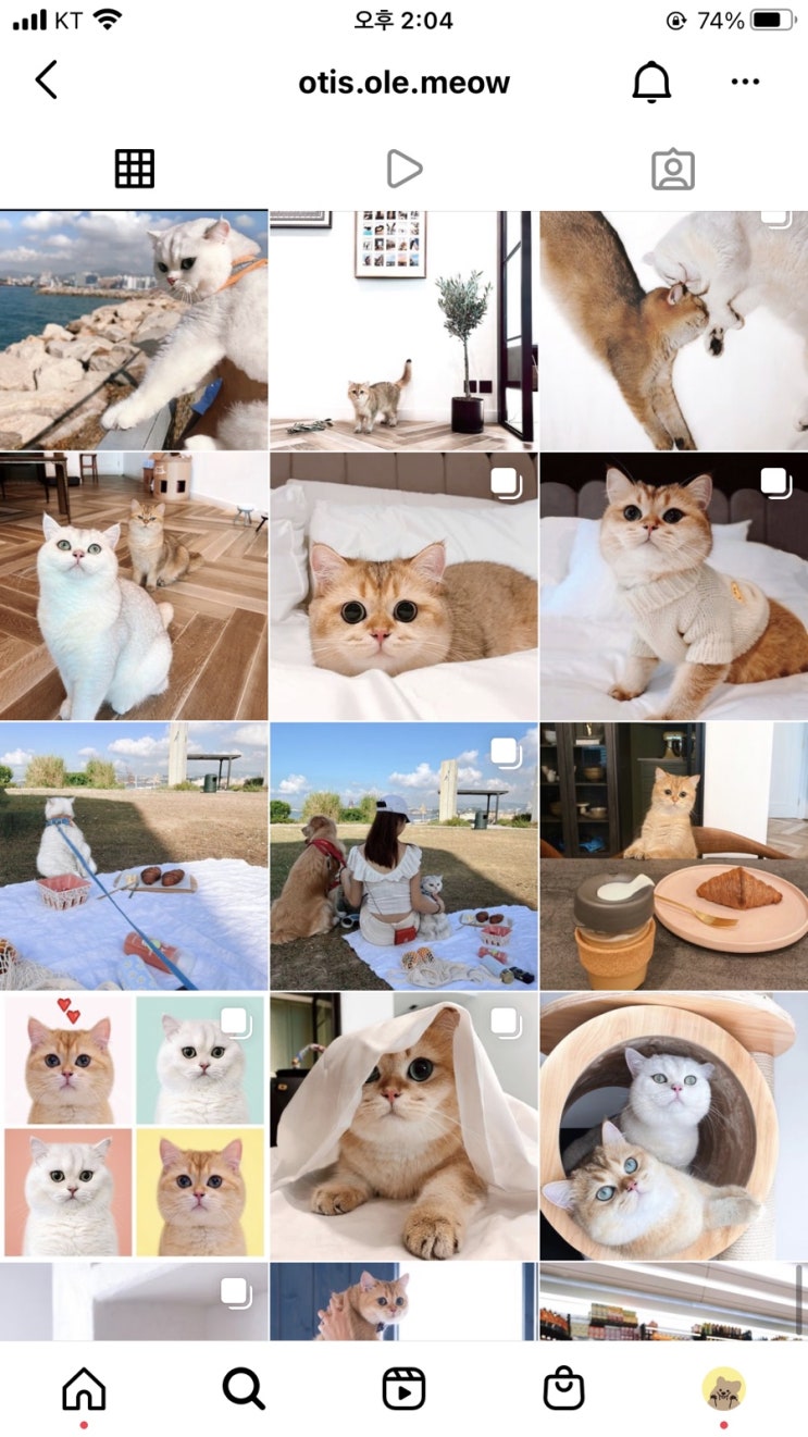  귀여운 동물 인스타 추천️️ 인스타그램으로 힐링하기!️