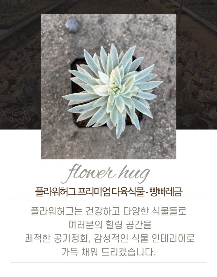  프리미엄다육이 빵빠레금