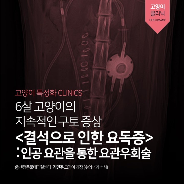  6살 고양이  결석으로 인한 요독증 : 인공 요관을 통한 요관우회술 (부산 연중무휴 고양이병원 센텀동물메디컬센터 수영점)