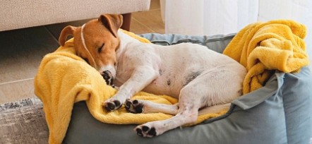 강아지 잠에 대한 글 : 평균수면 시간과 수면습관까지