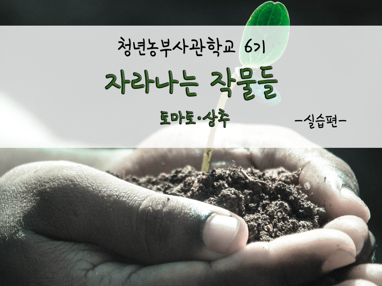  자라나는 작물들(토마토·상추)_211116