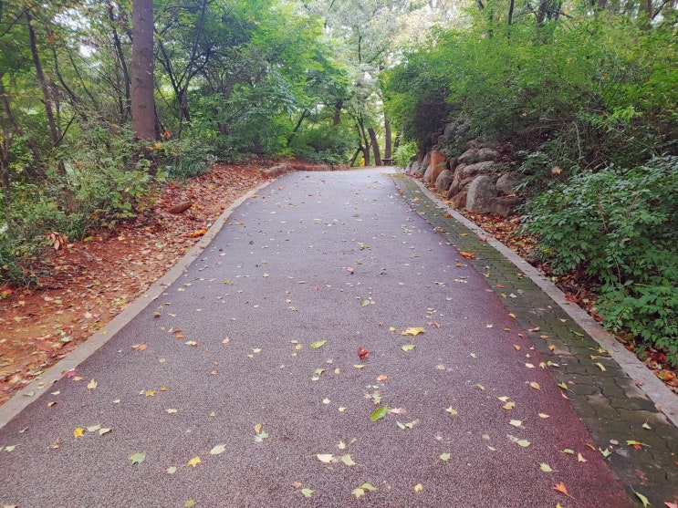  걷기 운동 효과, 무릎 통증 & 저질 체력의 한 달 걷기 도전기