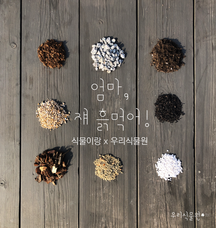 [우리식물모임] 임이랑님과 함께하는 '엄마 쟤 흙먹어!' 식물모임 후기(feat. 배양토)