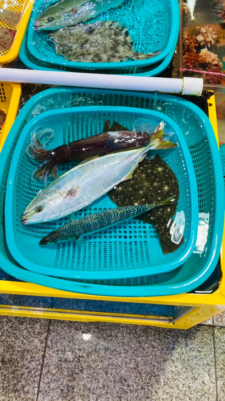  속초 대포항 수산시장 싱싱한 활어로 1인 1만원의 식사