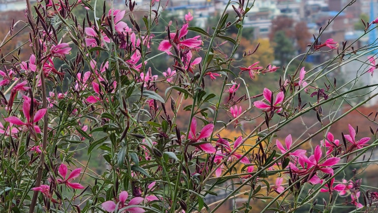 봄 부터 겨울 까지 피는 꽃 나비바늘꽃 분홍 바늘꽃 가우라 꽃 봄 부터 겨울 까지 피는 꽃 나비바늘꽃 분홍 바늘꽃 가우라 꽃