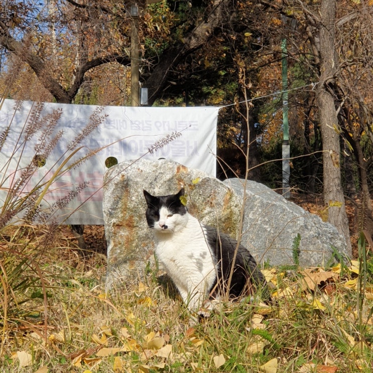  어린이대공원 고양이(까망콧물냥이)