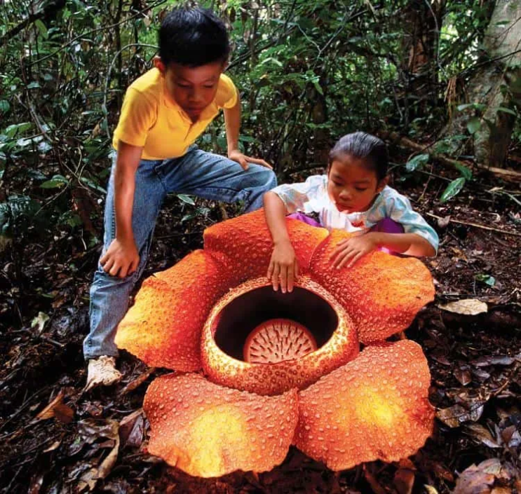 세상에 제일 큰 꽃 대형꽃 초대형꽃 종류 10가지