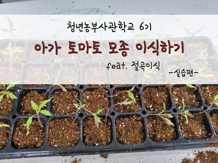  아가 토마토 모종 이식하기(절곡이식)_211117