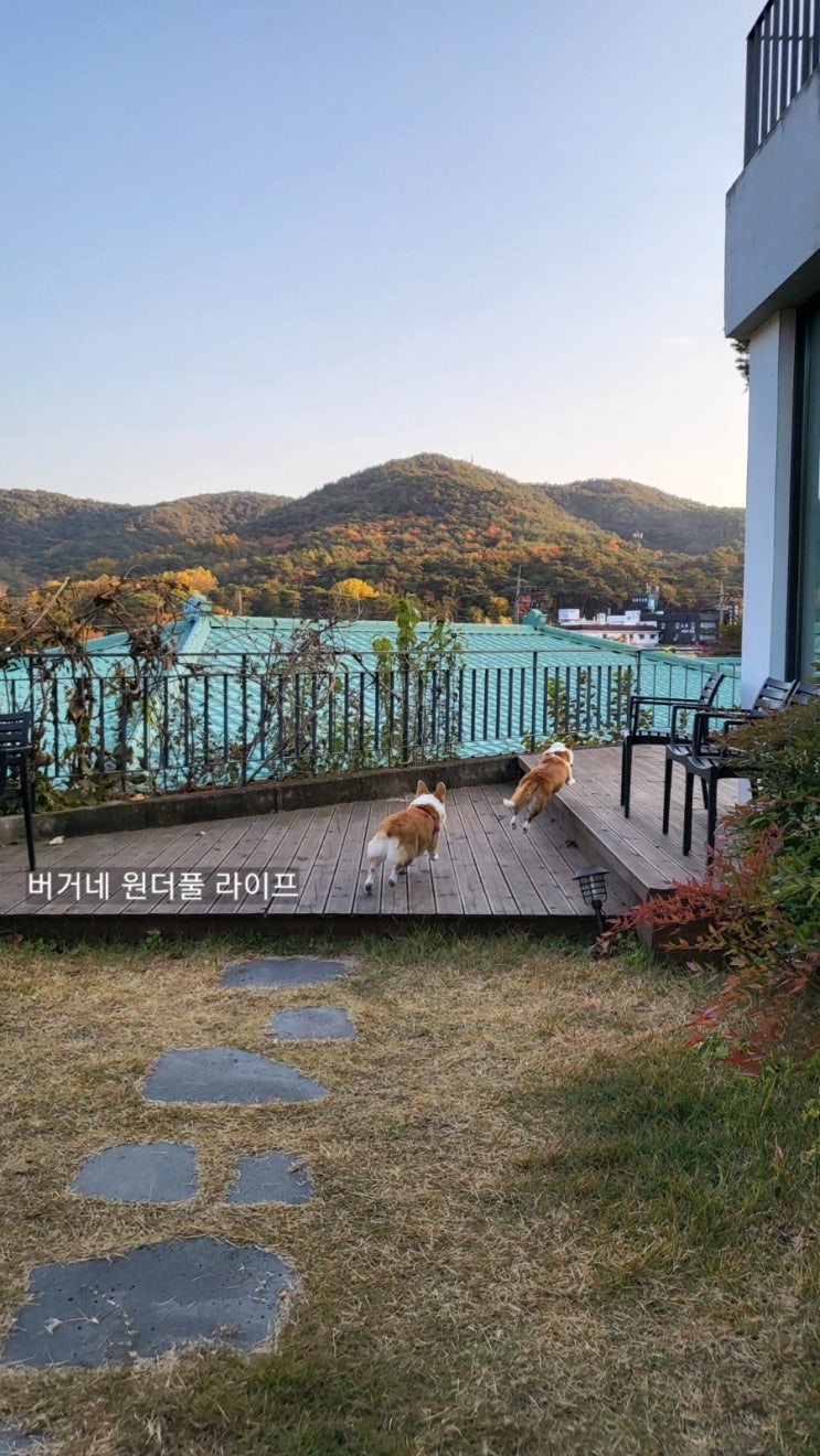  애견동반펜션 충북 보은 속리산 중.대형견 독채 펜션 힐링되는 블룸하우스