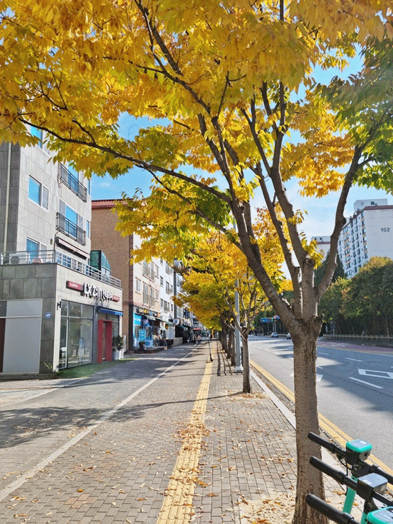  #가로수, #겨울로가는순서, #낙엽지는거리,