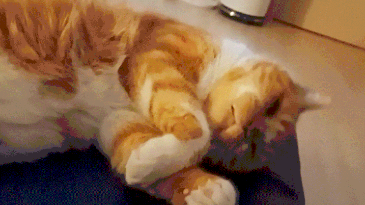  고양이 꾹꾹이 이유 3가지와 나이에 따라 보이는 행동