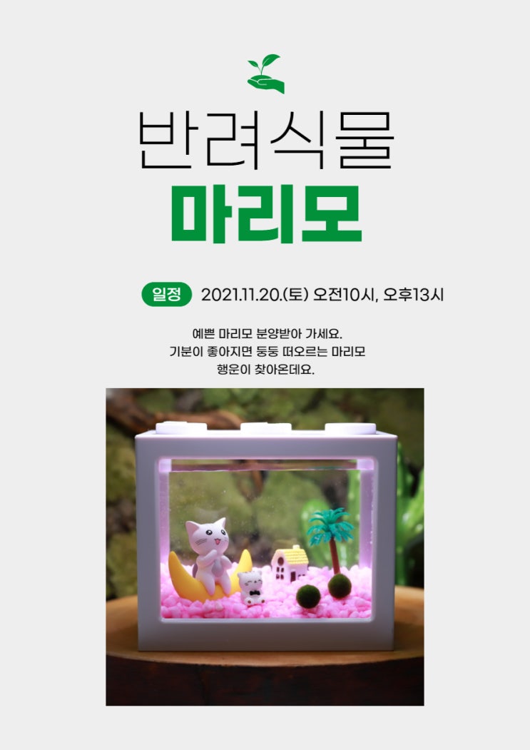  철암청소년문화의집 토요프로그램 반려식물 마리모 키우기