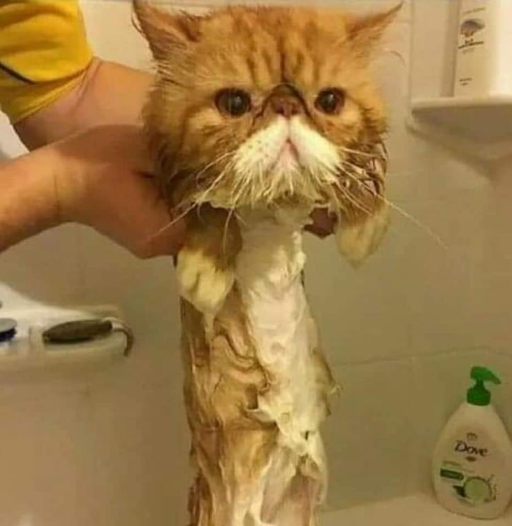  심심함에 터는 귀여운존재들!!! 고양이 강아지 짤 #13탄