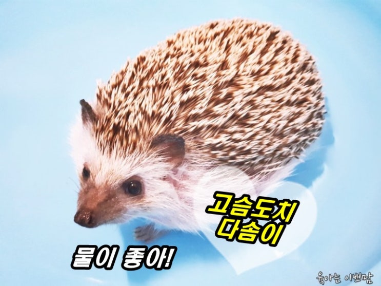  [반려동물] 고슴도치 목욕하기, 깨끗하게 씻어요!