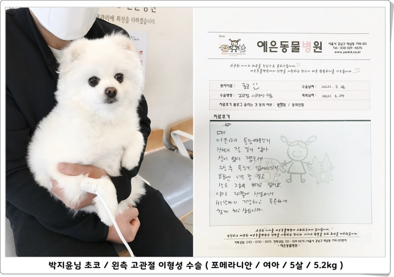 포메라니안 고관절이형성 수술후기 : 네이버 블로그 포메라니안 고관절이형성 수술후기 : 네이버 블로그