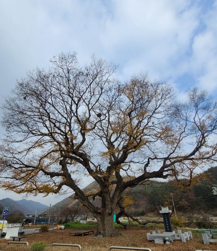 논산여행, 벌곡면 한삼천 느티나무(보호수, 시나무)